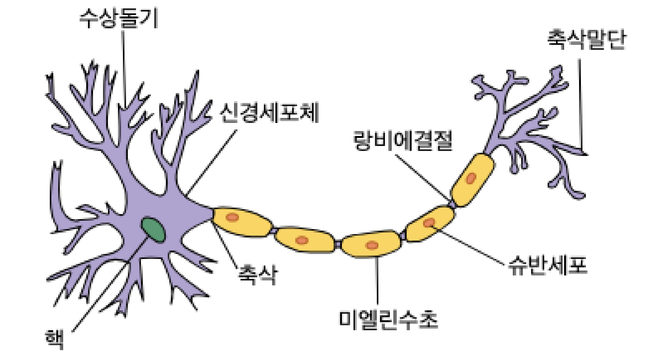 생물학적 뉴런의 구조